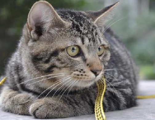 狸花猫蹭你但不喜欢你摸