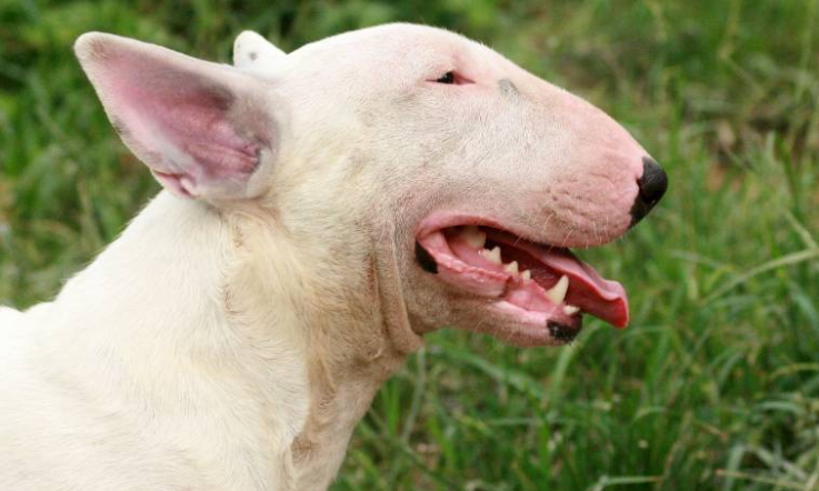 牛头梗幼犬价格 牛头梗幼犬价格