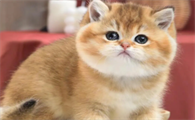 金渐层猫多少钱