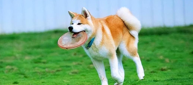 秋田犬好养吗 秋田犬好养吗