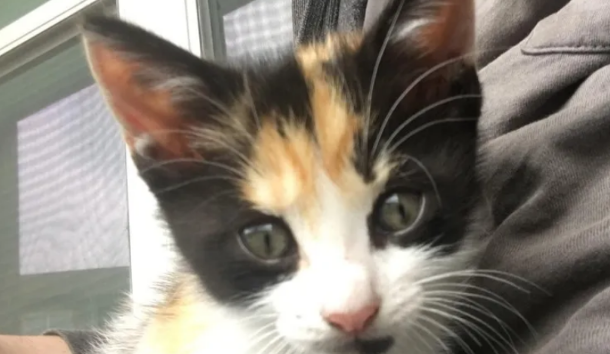 小伙喂养小猫后,猫妈妈找上门来,猫:今后你就是孩子它爸了 小伙喂养小猫后,猫妈妈找上门来,猫:今后你就是孩子它爸了