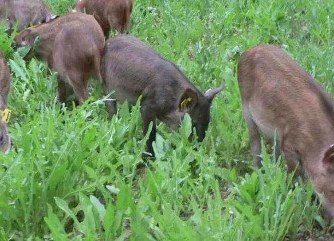 小野猪怎么喂养