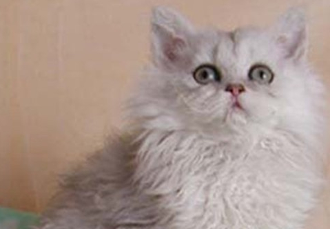斯可可猫不能吃的东西有哪些？看这里