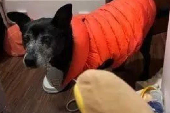 16岁狗狗半夜拖病体看望每位家人，原来…