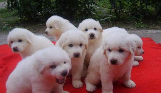 大白熊犬厉害吗，拥有雄伟威严的体态