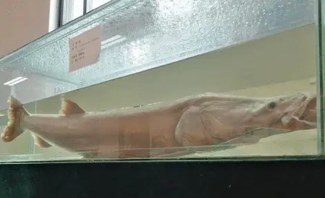 中国特有鱼种,鯮鱼的稀少到了什么地步,整整30多年没有再发现! 中国特有鱼种,鯮鱼的稀少到了什么地步,整整30多年没有再发现!