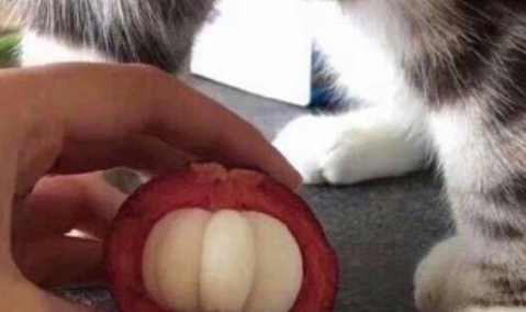 每吃一次烤鸡,就会失去一只橘猫,网友:没有买卖就没有杀害! 每吃一次烤鸡,就会失去一只橘猫,网友:没有买卖就没有杀害!