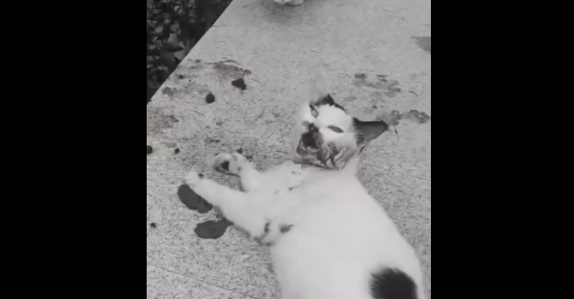 武汉紫菘小区惊现虐猫狂，残忍爆摔猫咪！被虐猫咪暂未脱离危险！
