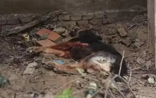 菏泽曹县一家犬发狂咬伤两人，特警当场击毙
