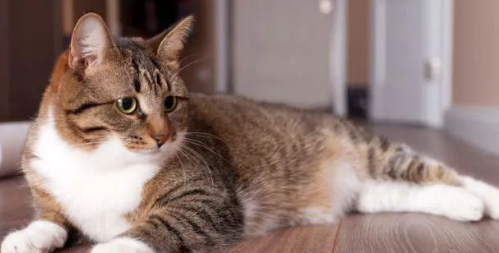 不溜狗犯法?小猫不绝育犯法?西班牙宠物法科普 不溜狗犯法?小猫不绝育犯法?西班牙宠物法科普