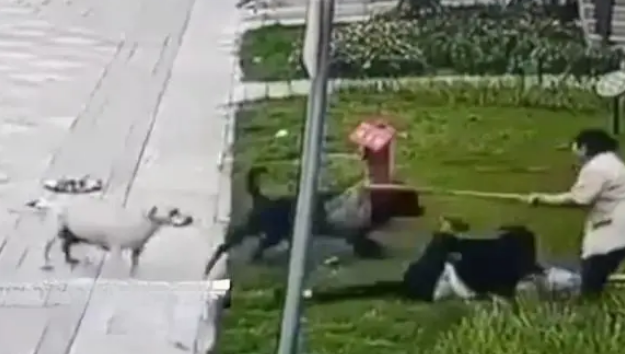 被烈犬咬伤女童仍昏迷,涉事黑狗已找到!六大疑问需要回答