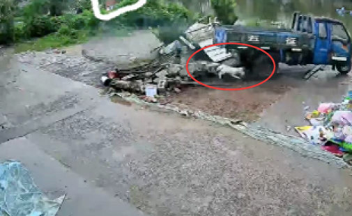 狗狗乱咬电动三轮车的线路,结果意外启动差点冲进河里,好险! 狗狗乱咬电动三轮车的线路,结果意外启动差点冲进河里,好险!