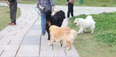 禁养犬名单为何各地不统一? 禁养犬名单为何各地不统一?