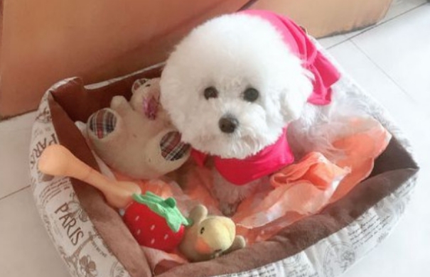 比熊幼犬一般多少度会冷