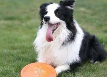 牧羊犬训练喂养方法