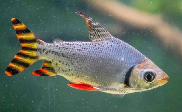 鱼缸十大清洁鱼冷水鱼