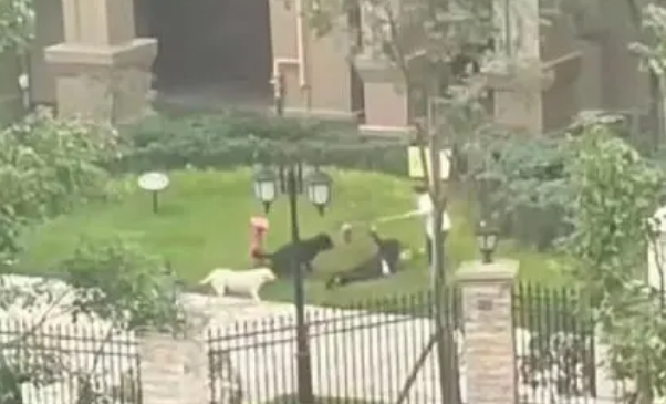 已被采取刑事强制措施！伤人犬只主人会面临哪些法律责任？