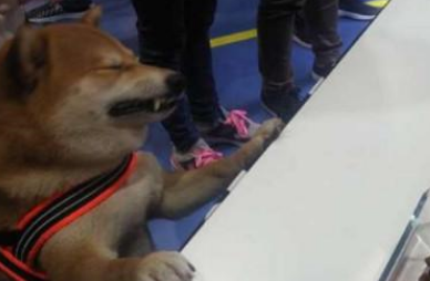 柴犬把手伸到石像里面假装被咬了,真是行走的戏精 柴犬把手伸到石像里面假装被咬了,真是行走的戏精