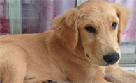 一只金毛幼犬多少钱