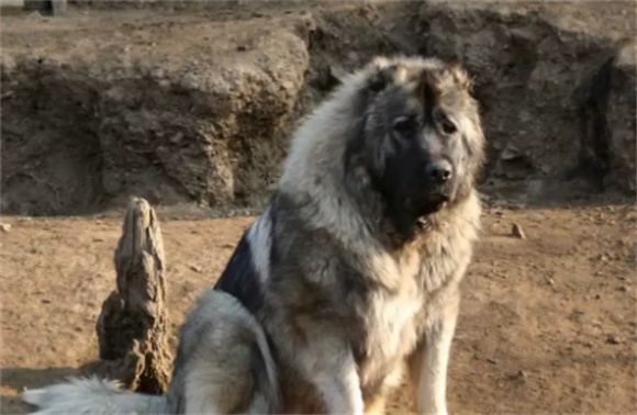 养高加索犬危险吗