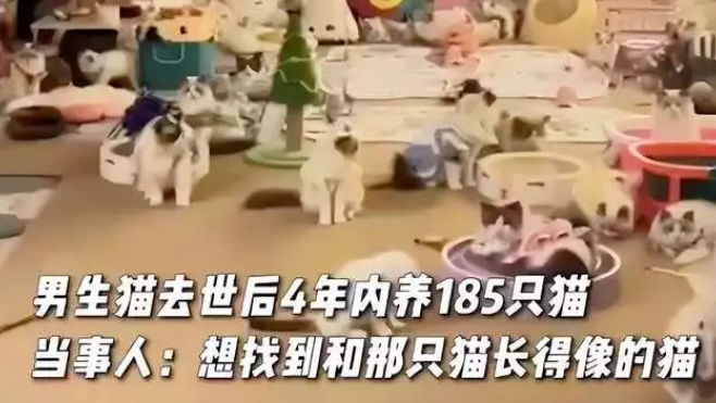 猫去世后男子4年养185只猫,每月花7万雇4保姆2医生照顾 猫去世后男子4年养185只猫,每月花7万雇4保姆2医生照顾