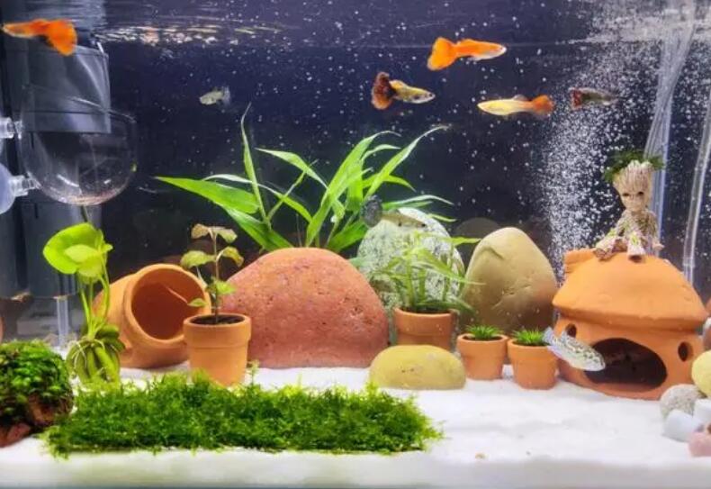 养几条鱼最招财风水