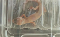 守宫到货后的养护方法