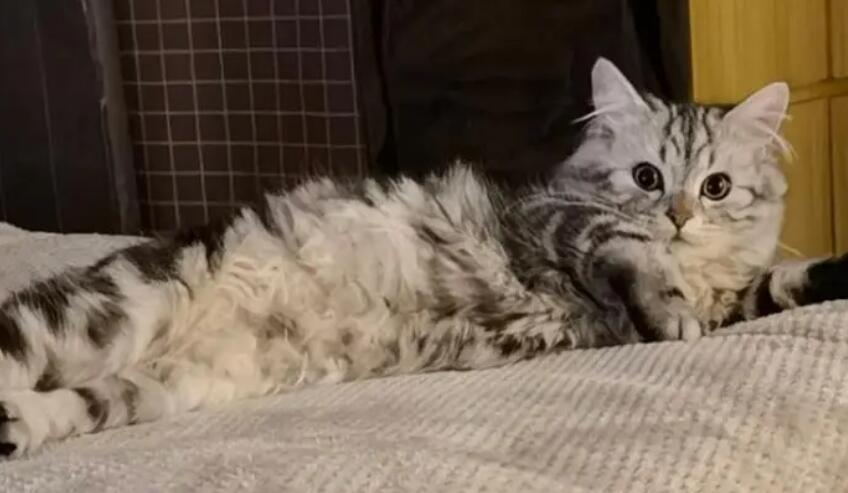 返祖猫和高地区别在哪？一文替你解答