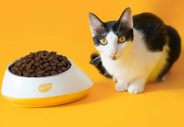 蛮果宠物mango猫食盆怎么样