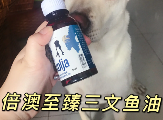 养宠好物分享: 挪威倍澳至臻三文鱼油 养宠好物分享: 挪威倍澳至臻三文鱼油