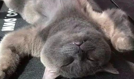 蓝猫被做成“猫皮”，主人看了瞬间崩溃，事实证明猫确实是液体的
