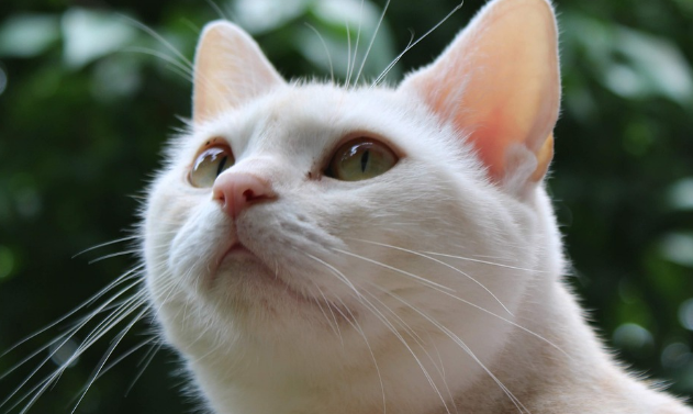 美国短毛猫长大真丑 美国短毛猫长大真丑