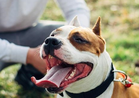 离婚分割财产，男主人只要走了爱犬，钱可以再赚狗狗却无价！