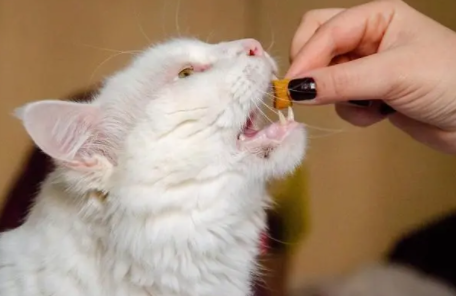 纽诺恩能治疗猫传腹吗 纽诺恩能治疗猫传腹吗
