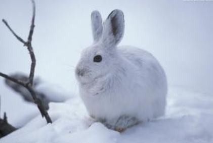 雪兔好养吗 一种生活在寒冷地区的野兔