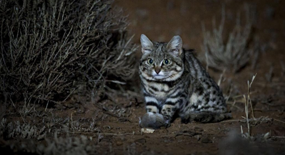 猫科动物里的“杀戮之王”，为何是不足2公斤的黑足猫？它凭啥？