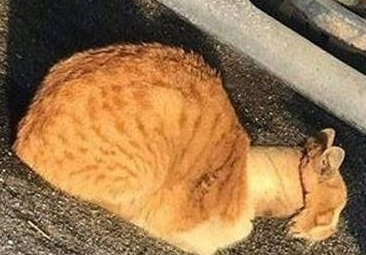 流浪猫脖子像长颈鹿，女子看清后不由训斥