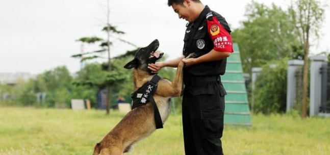 威风凛凛！“神犬警探”是这样炼成的