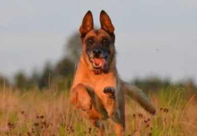 比利时玛利诺犬哪里卖 熟人家里买的小崽健康又省钱