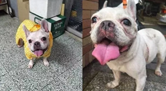 原主人忍痛送走爱犬，法斗在街上认错“背影”惹人泪目