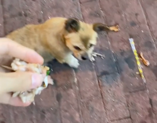 男生吃路边摊的时候，一只狗狗歪着脑袋看着他讨吃的