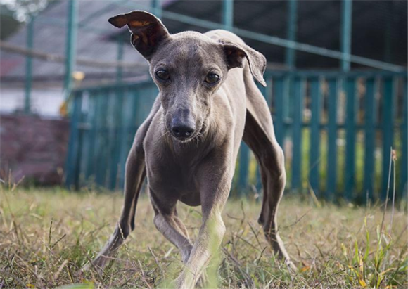意大利灰狗好养吗？是喜欢奔跑的犬种