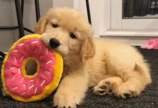 金毛犬多少钱一只幼崽