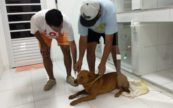 巴西狗子一年内两次和豪猪干架,被扎几百根刺,网友:豪猪还好吗 巴西狗子一年内两次和豪猪干架,被扎几百根刺,网友:豪猪还好吗
