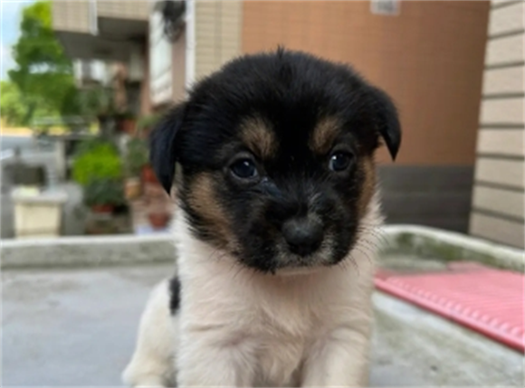 土狗一般要几个月才会对其他狗凶 土狗一般要几个月才会对其他狗凶