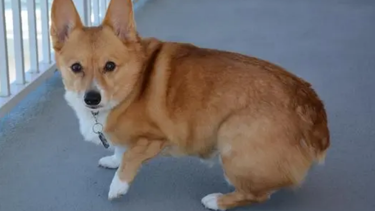 柯基犬价格大概多少钱一只