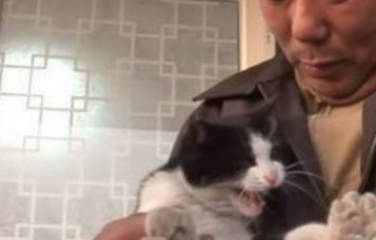 大叔草丛救了流浪猫,猫咪拿生命救大叔出火场,现实版猫的报恩 大叔草丛救了流浪猫,猫咪拿生命救大叔出火场,现实版猫的报恩