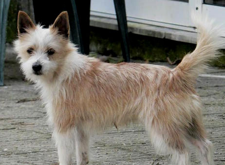 葡萄牙波登可犬的养护常识 要定期洗澡 葡萄牙波登可犬的养护常识 要定期洗澡