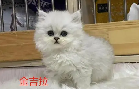 长得像鳌拜的猫叫什么?看看这几种 长得像鳌拜的猫叫什么?看看这几种