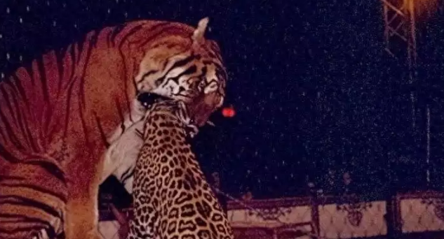 老虎会吃掉猫吗?探究猫科动物之间的关系 老虎会吃掉猫吗?探究猫科动物之间的关系